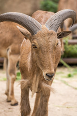 Goat in zoo