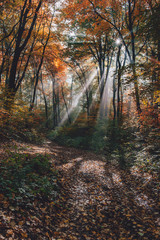 Morning fog in the forest