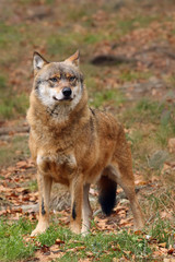 The gray wolf or grey wolf (Canis lupus) 