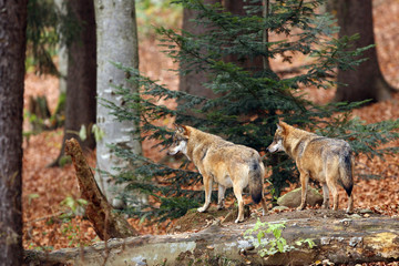 The gray wolf or grey wolf (Canis lupus) two individuals in the forest