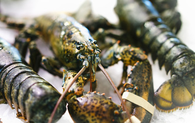 Isolated lobster on ice background on the market, closeup of fresh crustacean products in restaurant, useful shellfish sea food, group frozen seafood, ocean gourmet nutrition on kitchen