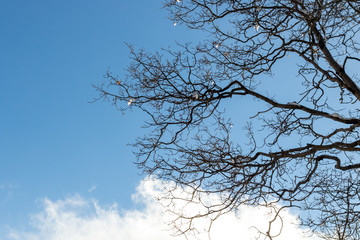 Blue Sky, Climate Change winter at Southern California, Big Bear