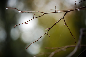 Fototapeta na wymiar leaves covered with raindrops