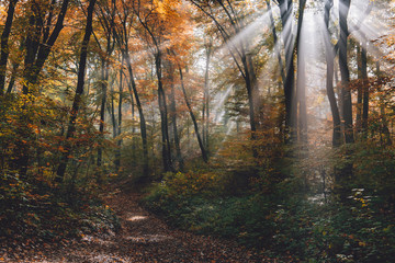 Morning fog in the forest