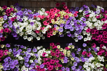 Blumen an einem Balkon