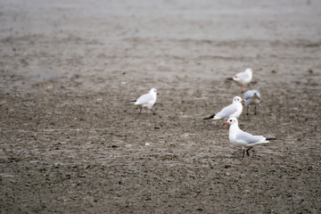 Seagulls on a lake searching for food