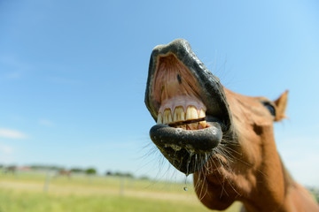 flehmendes Pferd