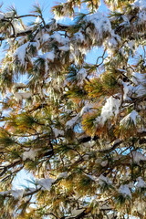 Detail of Trees and Icecle, Climate Change at Southern Californi