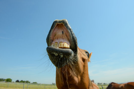 flehmendes Pferd zeigt Gebiss