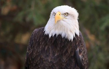 Bald Eagle.