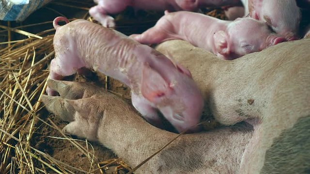 Newborn piglet searching for a teat to get milk ( close up )