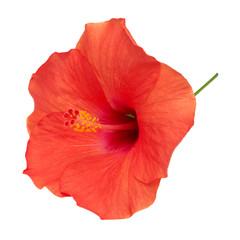 Hibiscus flower isolated on a white background.