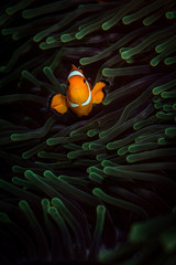 Western clown anemonefish (Amphiprion ocellaris) in the Andaman Sea, Thailand