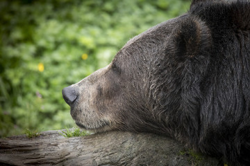 Resting Brown Bear