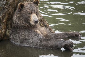 This bear looks like it's playing the piano.