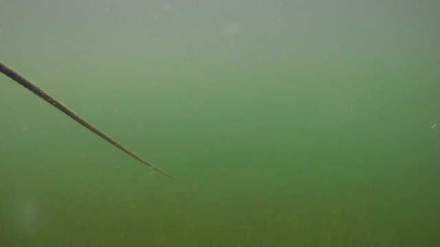 Underwater shot of cable dissappearing in the distance