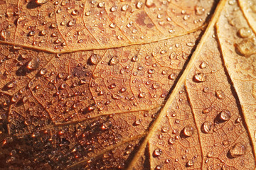 close photo of a surface of a brown leaf covered with drops of water in autumn useful also as...