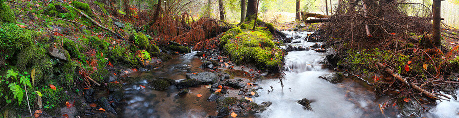 Mountain river into the forest with moss and dried leaves
