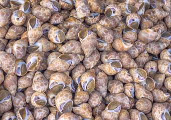 Obraz premium Fresh Spotted babylon. Raw Spotted babylon. Sea food. Spotted babylon at sea market. Sea food preservation. Fresh food preservation.