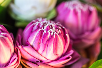 Pink Lotus Flowers set for Buddhist worship Buddha.-solf focus , Thailand. Selective focus.