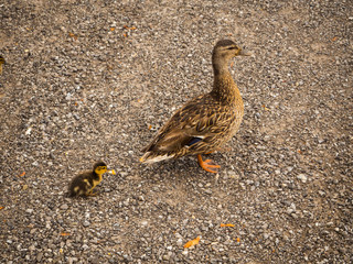 mamá pata y patito siguiendole los pasos en Suiza, verano de 2016 OLYMPUS DIGITAL CAMERA