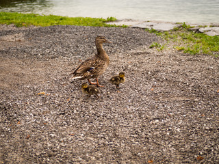  patitos y mamá pata en Suiza, verano de 2016 OLYMPUS DIGITAL CAMERA