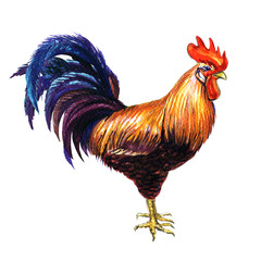Beautiful rooster, bright red cock isolated, watercolor illustration on white