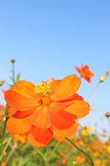 青空とオレンジのコスモス