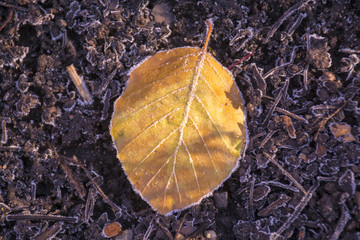 Frost fall on a leaf in Autumn