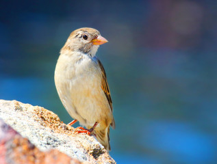 The female of a House Sparrow ( Passer domesticus ) on a bird table. Wildlife winter background. Picture with space for your text.