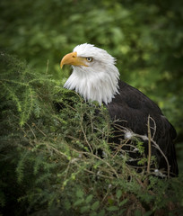 Fototapeta premium Bald Eagle in Tree