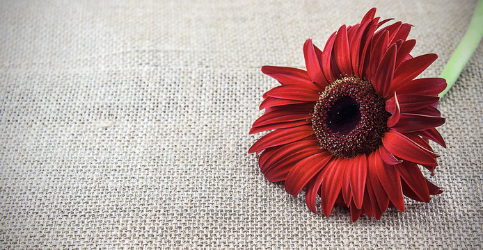 Red flower on brown background with copy space