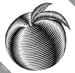 Engraved isolated engrave vector illustration of a peach