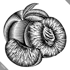 Engraved isolated engrave vector illustration of a peach