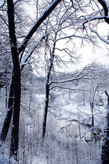 Волшебная зима