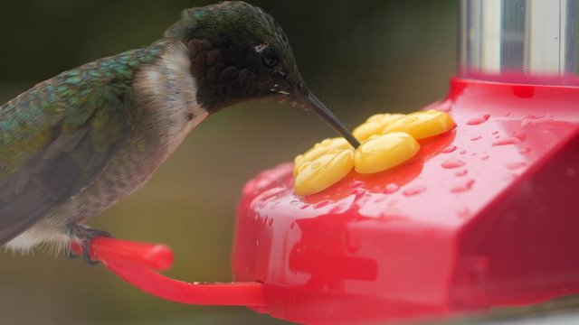 A closeup shot of a hummingbird eating nectar from a hummingbird feeder