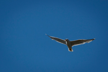 Sea Gull
