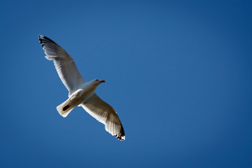 Sea Gull