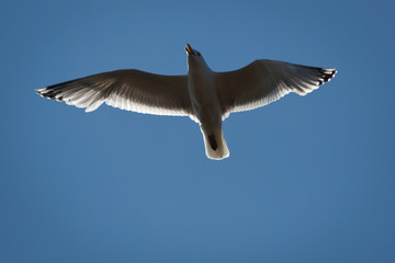 Sea Gull