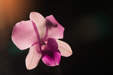 Low key photo of Vanda orchid, violet orchid, macro orchid, closeup orchids, orchid with pollens, Beautiful purple orchid. Dark background. Copy space.