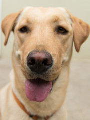 Labrador retriever with nose in focus