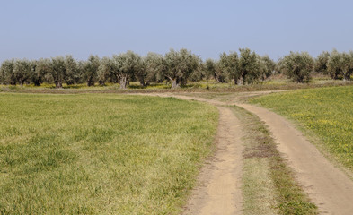 Landscapes of Extremadura pasture north of the province of Caceres
