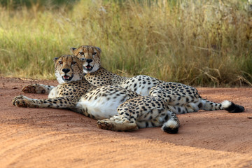 The cheetah (Acinonyx jubatus), also known as the hunting leopard, a pair of male lying on the road in the reserve