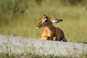 The impala (Aepyceros melampus), lying on a hill, typical behavior, camouflage