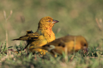 Holub's golden weaver (Ploceus xanthops), also called the African golden weaver sitting on the grass