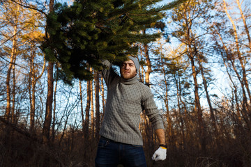Young man is caryying christmas tree in the wood. men with a beard bears home a Christmas tree. dressed in a sweater
