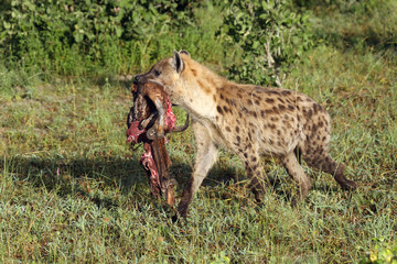 The spotted hyena (Crocuta crocuta), also known as the laughing hyena carrying the remains of impalas
