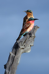 The southern carmine bee-eater (Merops nubicoides) two birds sitting on the branch