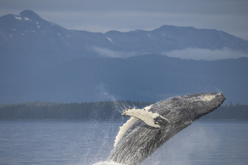 Fototapeta premium Breaching Humpback Whale