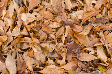 Autumn yellow leaves